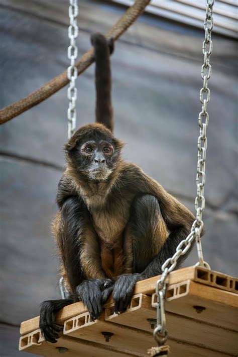 Zoo Animals Monkeys