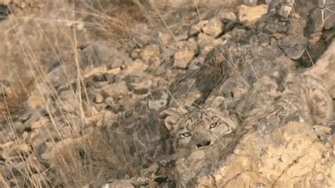 Image result for Snow Leopard Digging Pit
