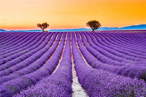 33 Drought-Resistant Plants for Dry Climates - Facts.net
