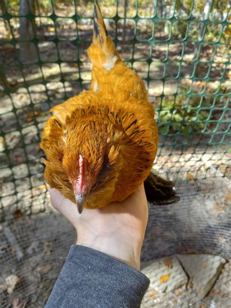 My spotless mille fleur d'uccle : r/chickens