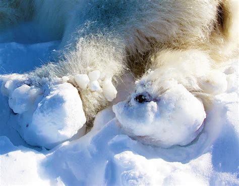 Polar bears are suffering from painful ‘ice balls’ stuck on their feet ...