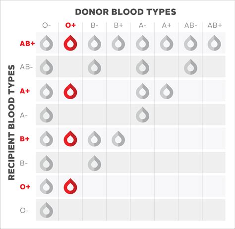 O-positive (O+) Blood Type | Blood.ca