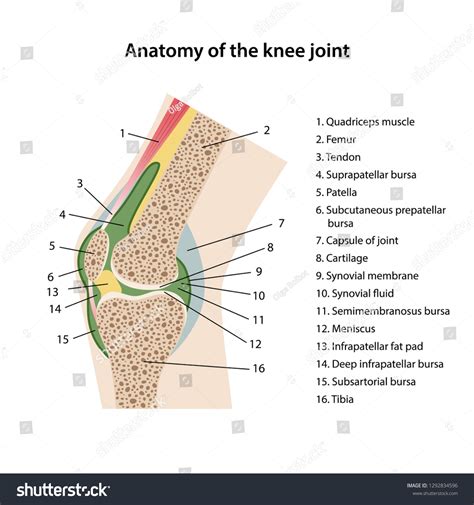 Anatomy Knee Joint Main Parts Labeled Stock Vector (Royalty Free) 1292834596 | Shutterstock