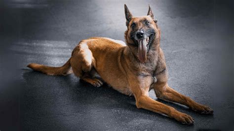 Belgian Malinois Training Trainer NJ New Jersey | Happy Dogs Boarding ...
