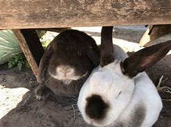 Image result for Spring Bunnies Pics