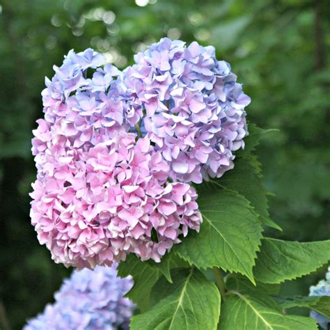 A Little Loveliness: Beautiful Hydrangeas in Bloom