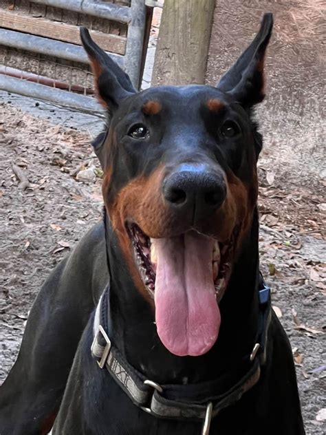 Black Label Dobermans of Ocala,Florida - Doberman Pinscher Puppies for ...