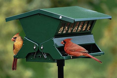 Squirrel Resistant Feeders