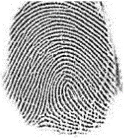 指纹身份验证。生物认证的概念。混合媒体。照片摄影图片_ID:310324235-Veer图库