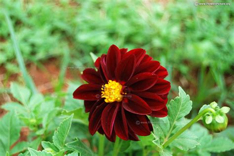 Red and Black Flowers | Red flower pictures and names