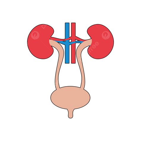 Urinary System Unlabeled