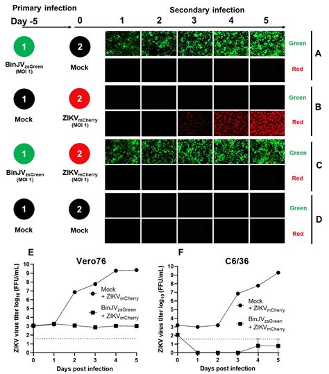 Reporter Flaviviruses as Tools to Demonstrate Homologous and ...