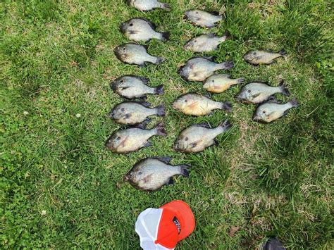 Image result for Shellcrackers On Bottom