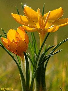 Image result for Tulips Flower Using Python