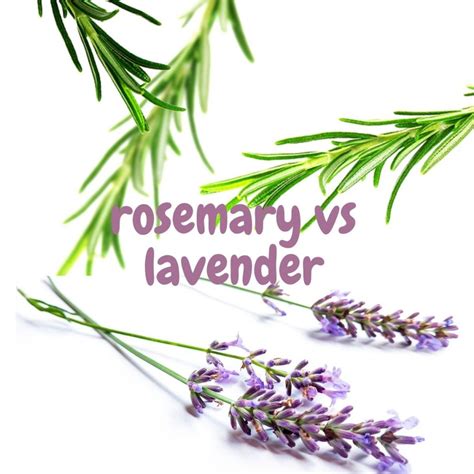 Rosemary and Lavender: 10 Key Differences. - SimplyBeyondHerbs