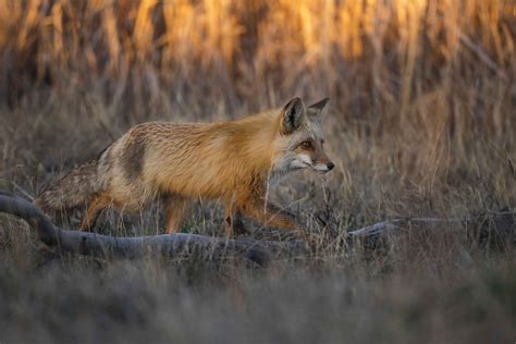 Species Of Foxes - species of fox
