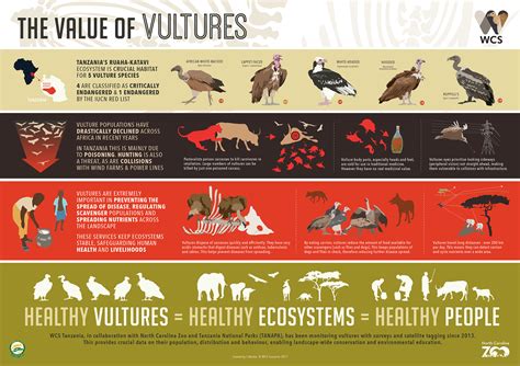 The Value of Vultures | Wild View - behavior of vultures
