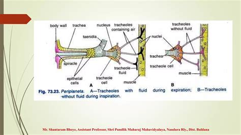 Cockroach Respiratory System 的图像结果