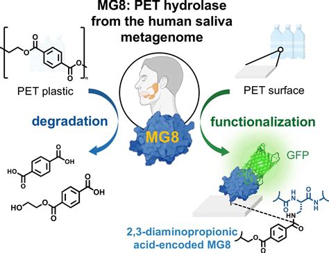 Enzyme in human salivary microbes decomposes PET-based plastics ...