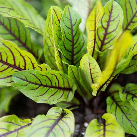 50 Gourmet Lemon Sorrel Seeds - Welldales