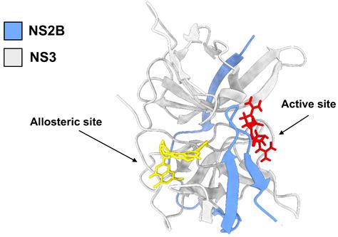 Structural Insights into Plasticity and Discovery of Flavonoid ...