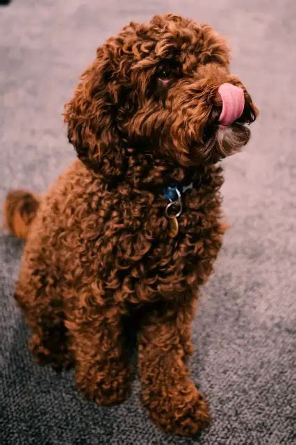 Image result for Flat Coat Cockapoo
