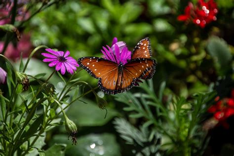 Queen Monarch Orange Butterfly Free Stock Photo - Public Domain Pictures