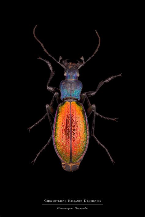 Image result for Extinct Insects