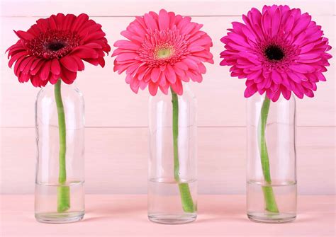Gerbera Daisies: Why we love them - Blooms By The Box