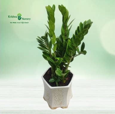 Green Money Plant