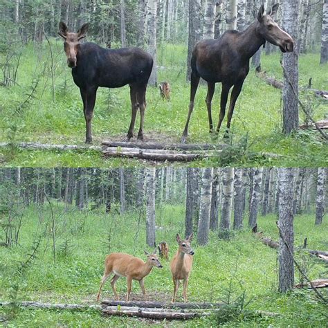 Moose Vs Horse Size Comparison