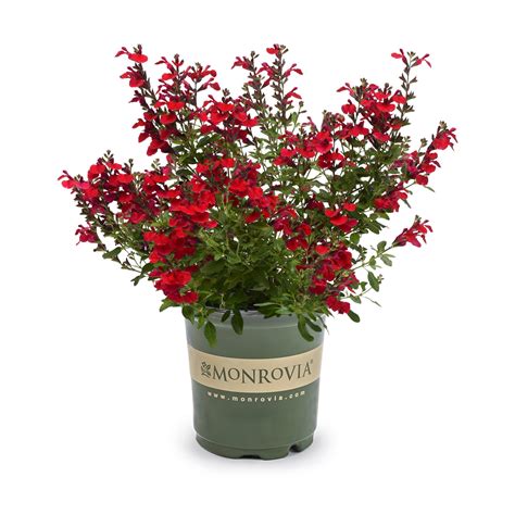 Monrovia 2 -Quart Red Salvia Mirage 1 -Pack - Low Maintenance 1 ct | shipt
