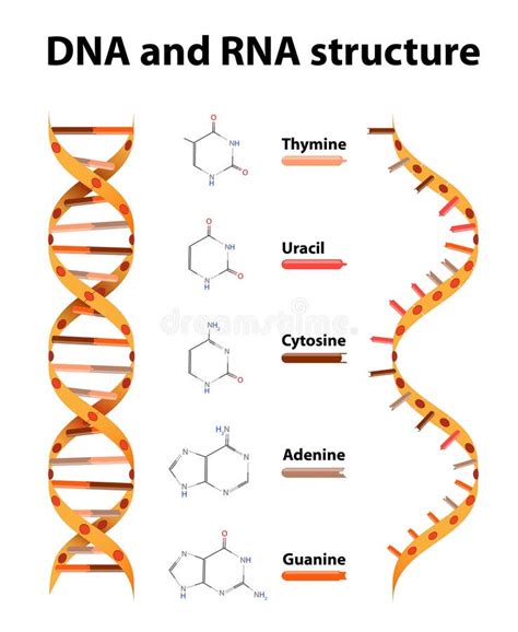 Basic Structure of RNA 的图像结果