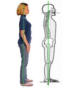 Image result for Normal Posture