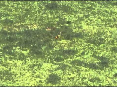 Image result for Exploding Hog