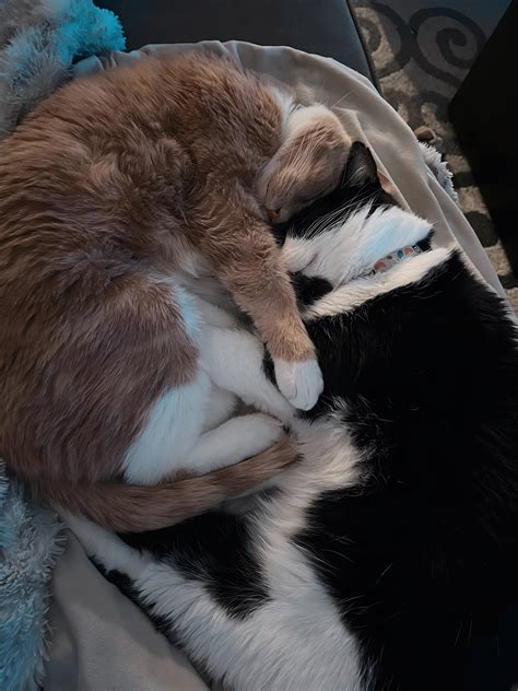 Image result for Cuddle Bug Meme