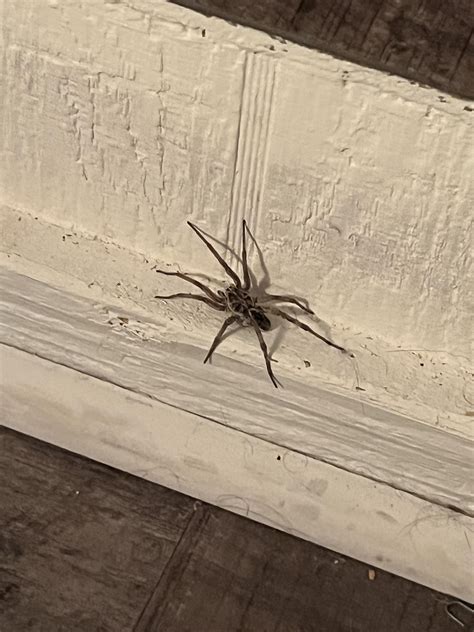 Wolf spider? Austin, TX : r/spiderbro