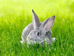 Image result for Gray and White Large Rabbit