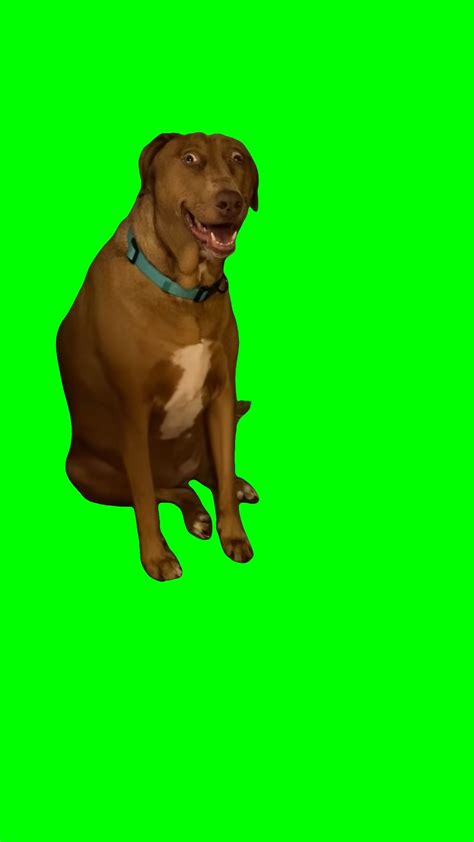 Surprised Dog Staring meme - Belle the Dog (Green Screen) – CreatorSet