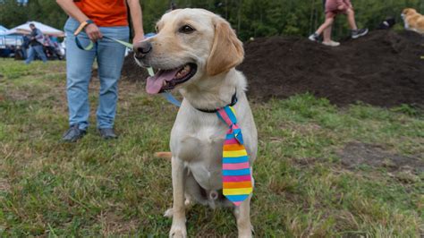 Whatcom Humane Society shares tips on how to keep your pets safe this ...