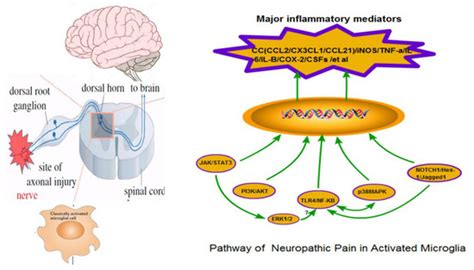 Neuropathic Pain: Biomolecular Intervention and Imaging via Targeting ...