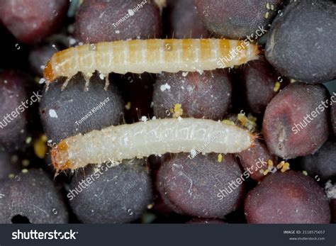 Flour Beetle Larvae