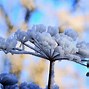 Image result for Spring Flowers Snow