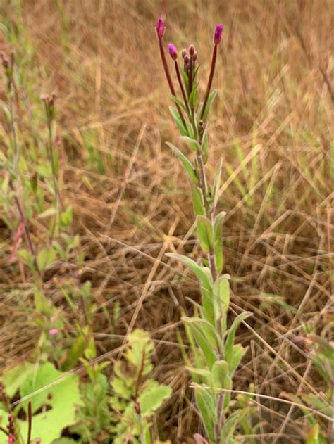 Epilobium species - Willowherbs — BSBI VC77