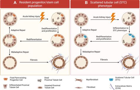 Renal Tubular Epithelial Cells