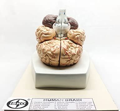 ISKO® Human Brain Model, Life-Size Anatomically Accurate Brain Model, 8 ...
