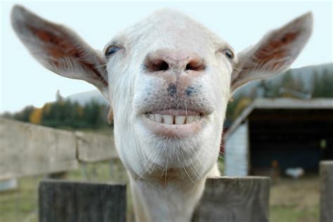 Funny Faces Of Animals The Wild True Stories Behind The 21 Funniest