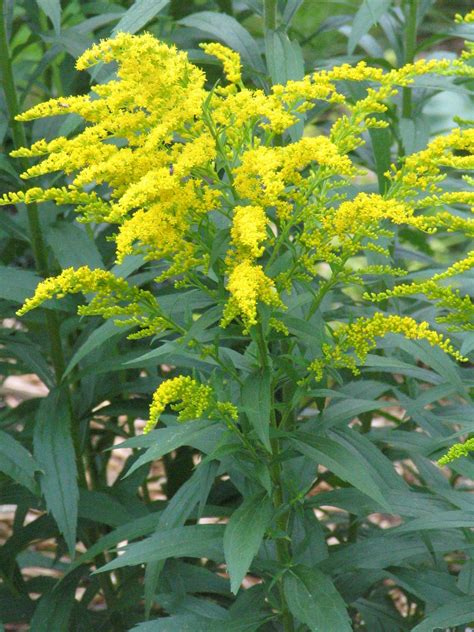 Goldenrod Yellow Flowering Plant | Yellow flowering plants, Kentucky ...