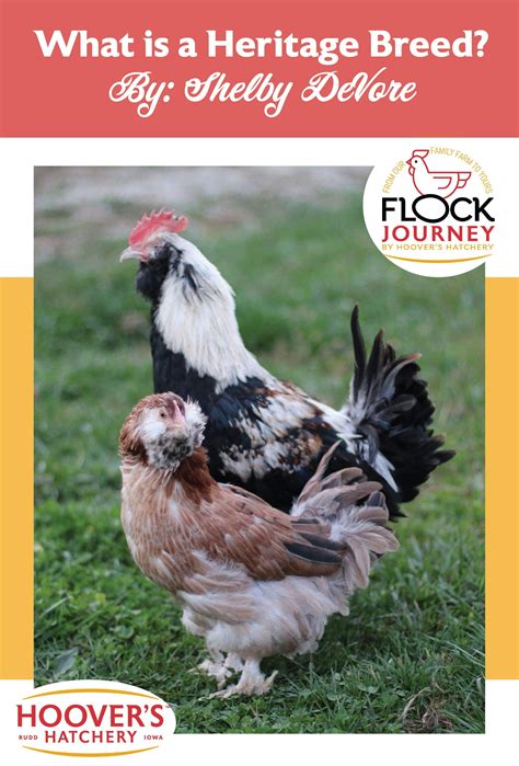 What is a Heritage Breed? | Heritage breeds, Breeds, Heritage chicken ...