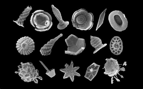 Fossil Dating Methods 的图像结果